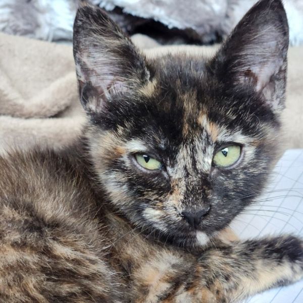 Tulip Margarita thumbnail 4