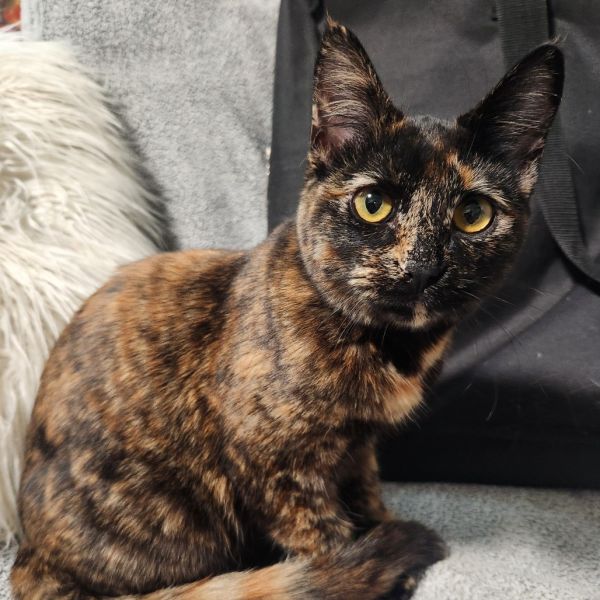 Tulip Margarita thumbnail 5