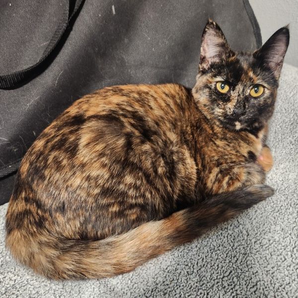 Tulip Margarita thumbnail 6