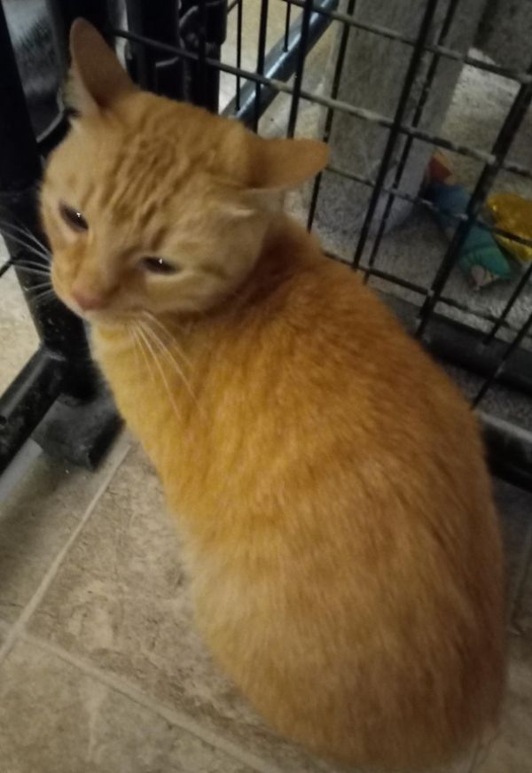 Zeppelin thumbnail 2