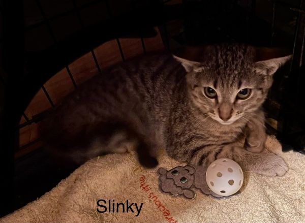 Slinky thumbnail 2