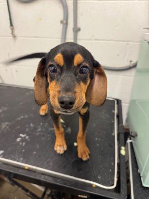 Copper-Hold until EOD 11/29