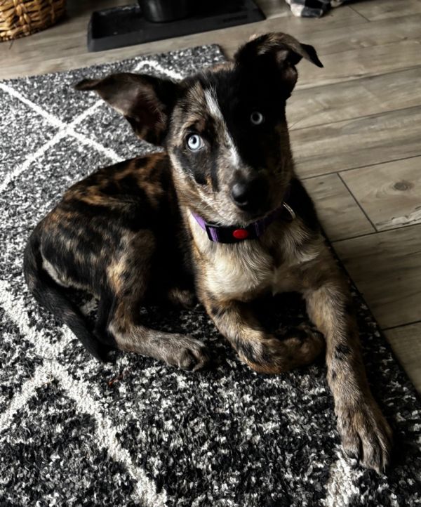 Carolina Cross thumbnail 2