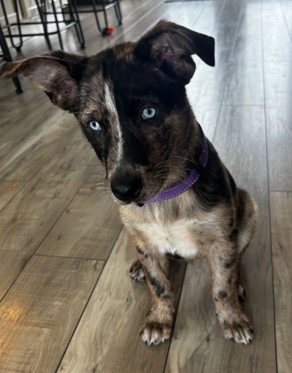 Carolina Cross thumbnail 3