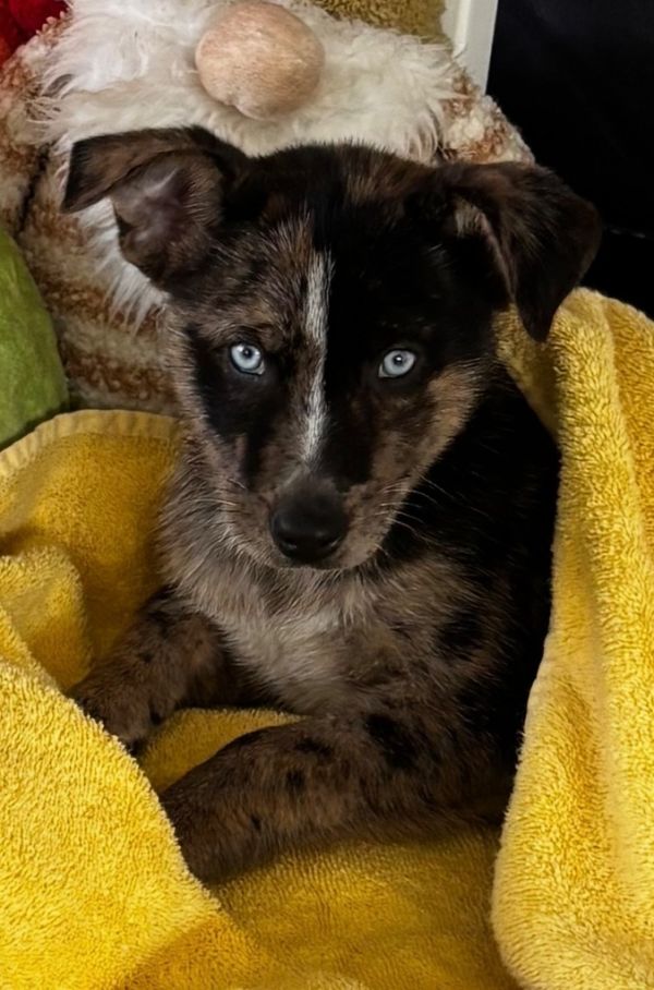 Carolina Cross thumbnail 4