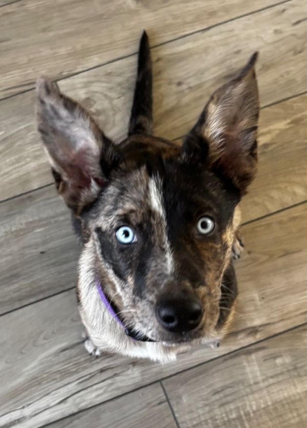 Carolina Cross thumbnail 5