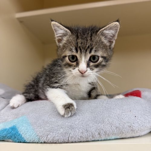 Scarecrow thumbnail 2