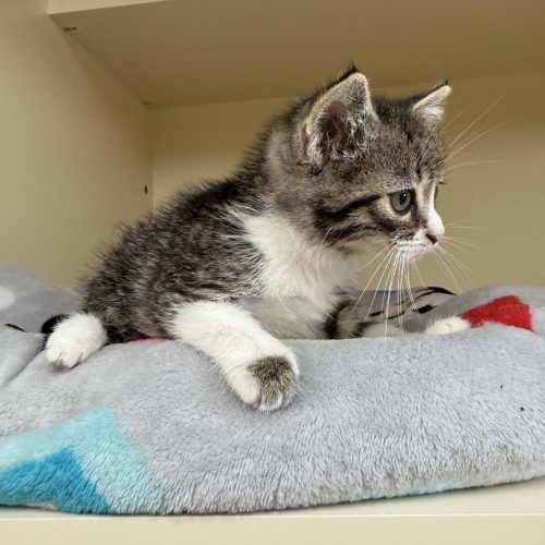 Scarecrow thumbnail 3