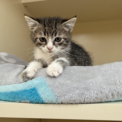 Scarecrow thumbnail 4