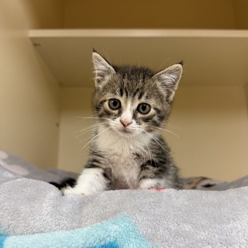 Scarecrow thumbnail 5