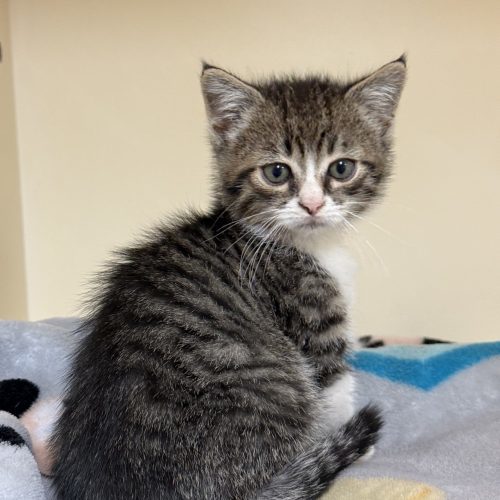 Scarecrow thumbnail 6