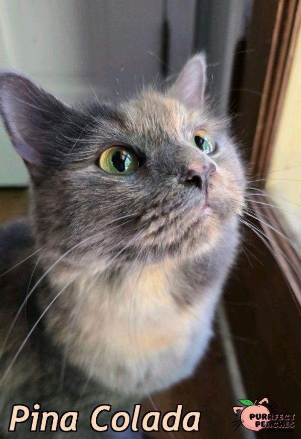 Pina Colada