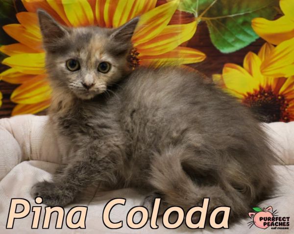 Pina Colada thumbnail 2