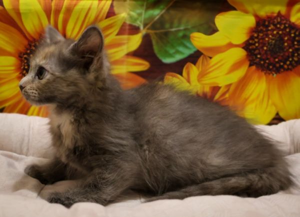 Pina Colada thumbnail 3