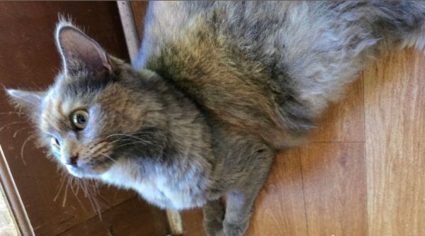 Pina Colada thumbnail 4