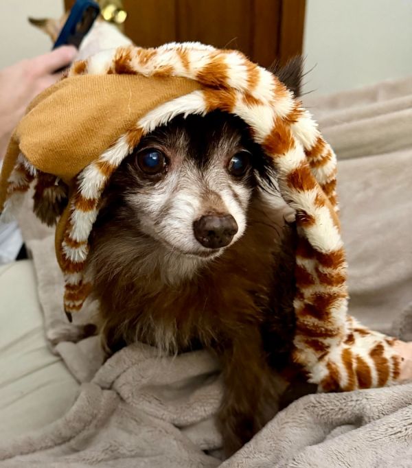 Splinter thumbnail 2