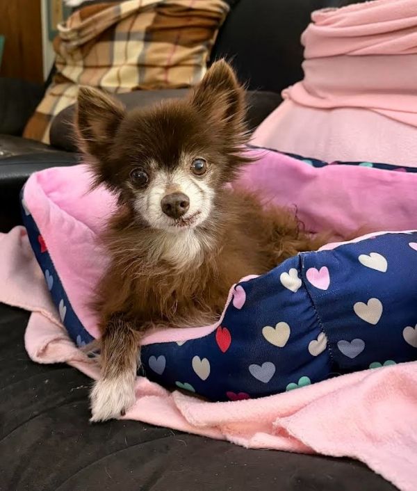 Splinter thumbnail 3