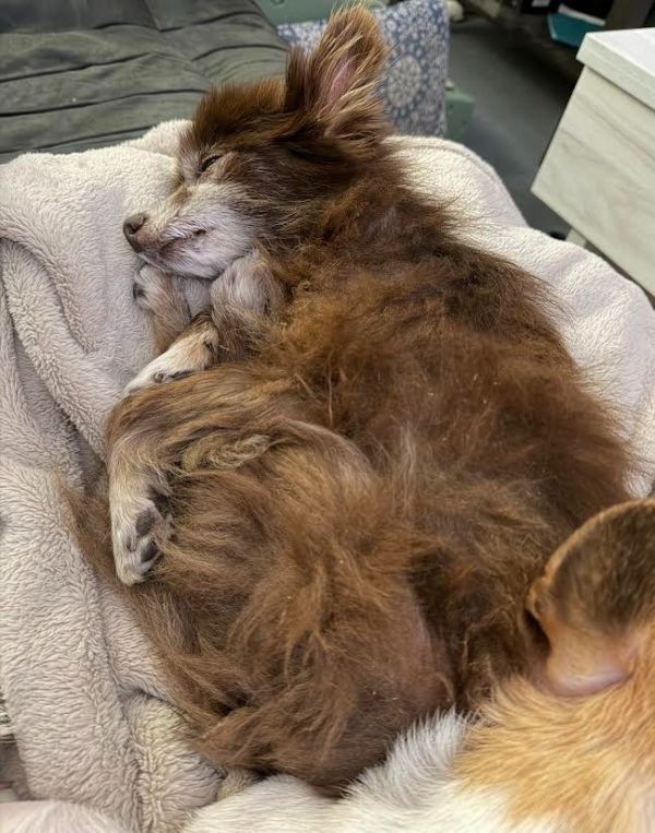 Splinter thumbnail 4