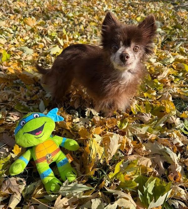 Splinter thumbnail 5