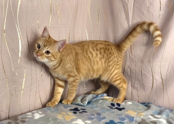 Butternut thumbnail 2