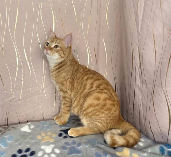 Butternut thumbnail 3