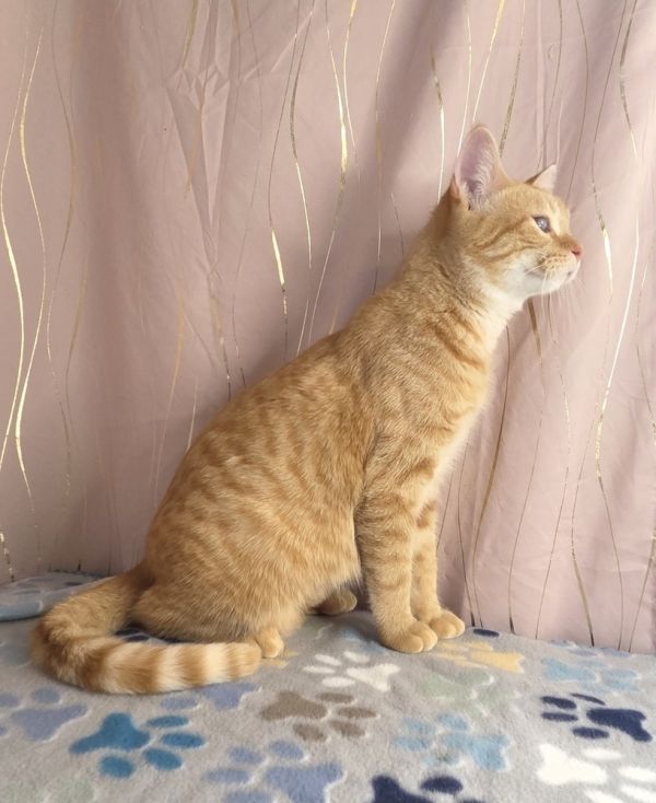 Butternut thumbnail 4