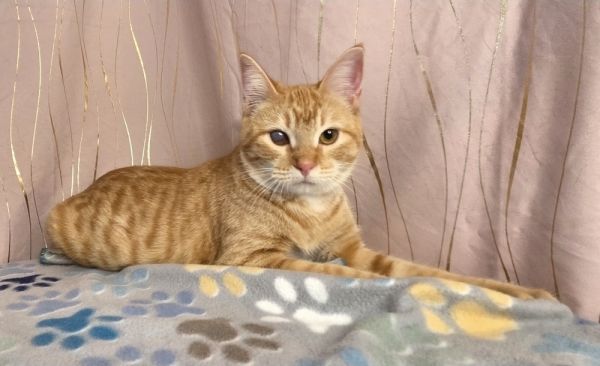 Butternut thumbnail 6