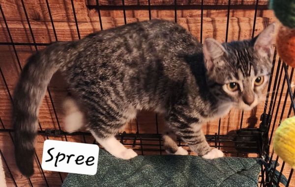 Spree