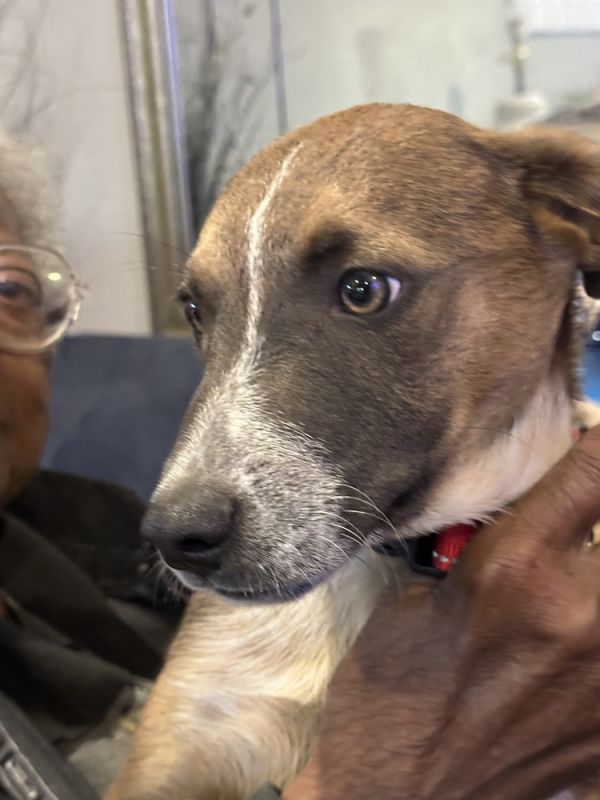 Elvis Pawsley thumbnail 2