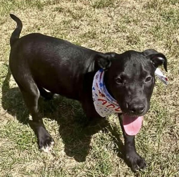 Dog Marley thumbnail 2