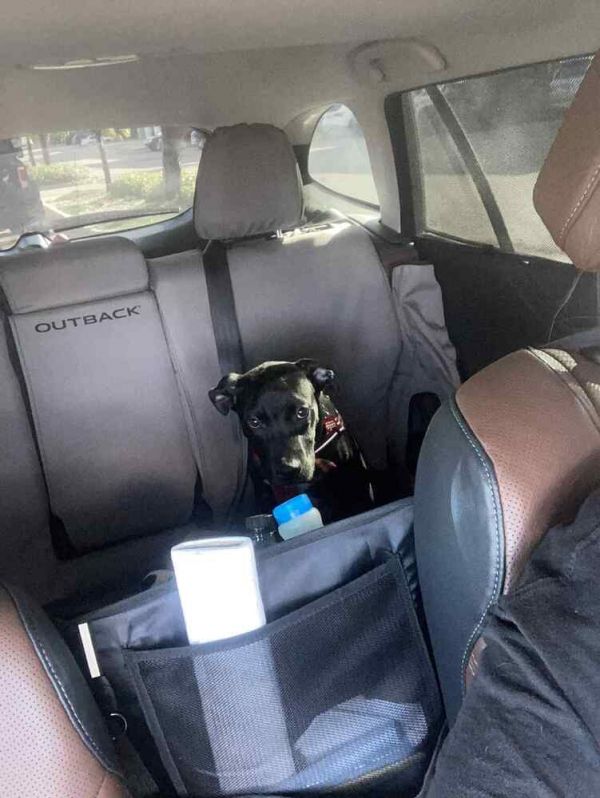 Dog Marley thumbnail 3