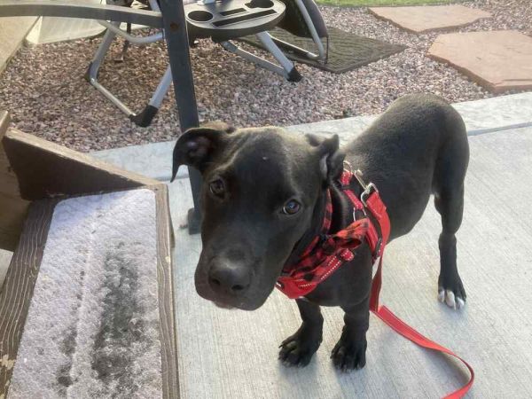 Dog Marley thumbnail 4