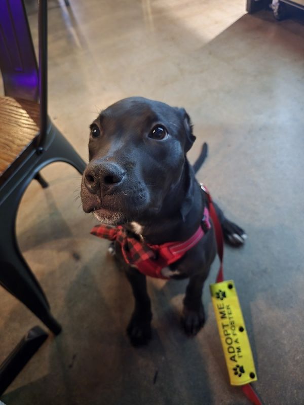 Dog Marley thumbnail 5