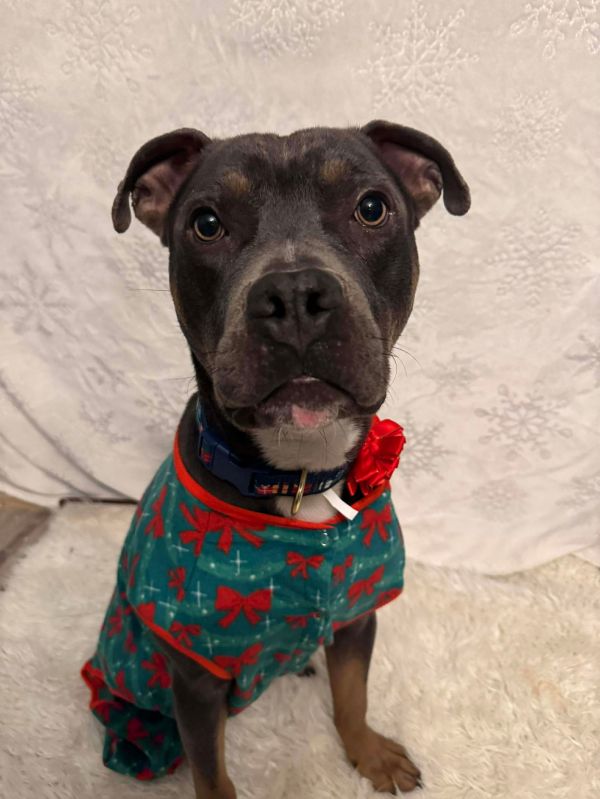 Spaetzle thumbnail 2