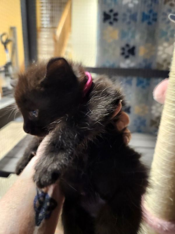 Honey Pie thumbnail 2