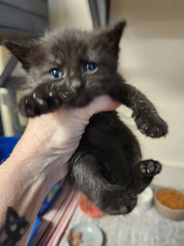 Honey Pie thumbnail 3