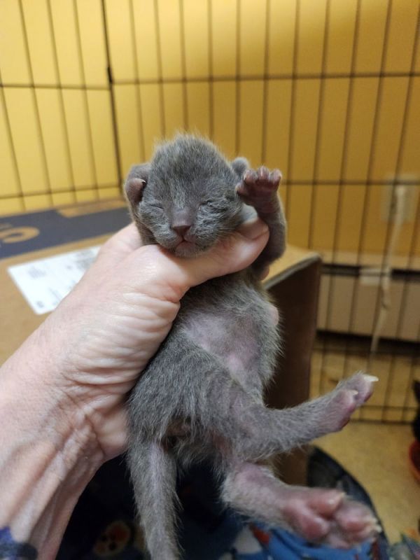 Carvaggio thumbnail 2