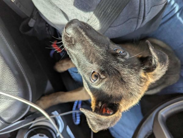 Hans Solo  Located thumbnail 2