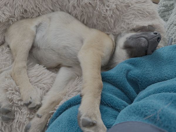 Gretel  Located In thumbnail 3