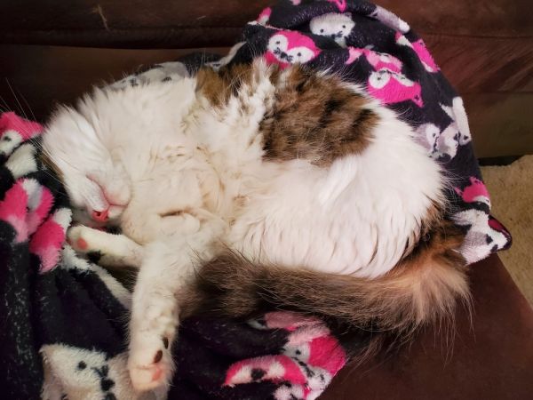 Cookie L. thumbnail 2