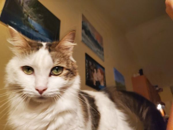 Cookie L. thumbnail 3