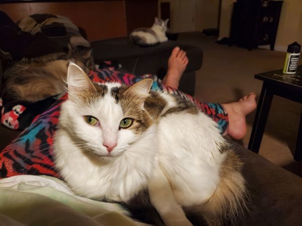 Cookie L. thumbnail 4