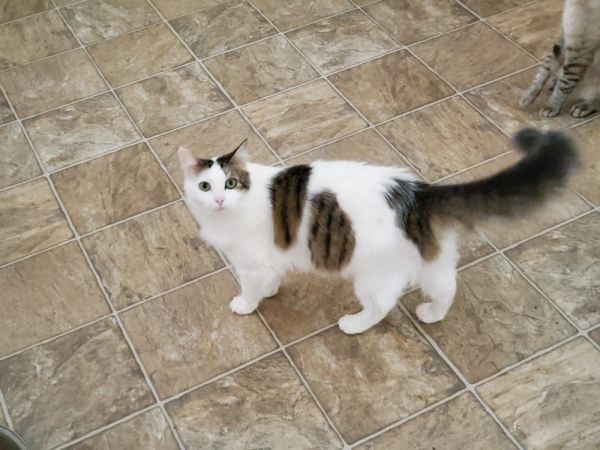 Cookie L. thumbnail 5