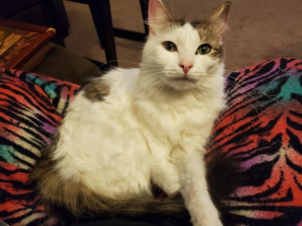 Cookie L. thumbnail 6