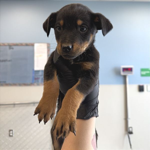 Rapunzel thumbnail 2