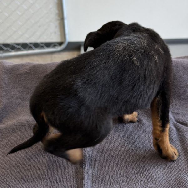 Rapunzel thumbnail 3