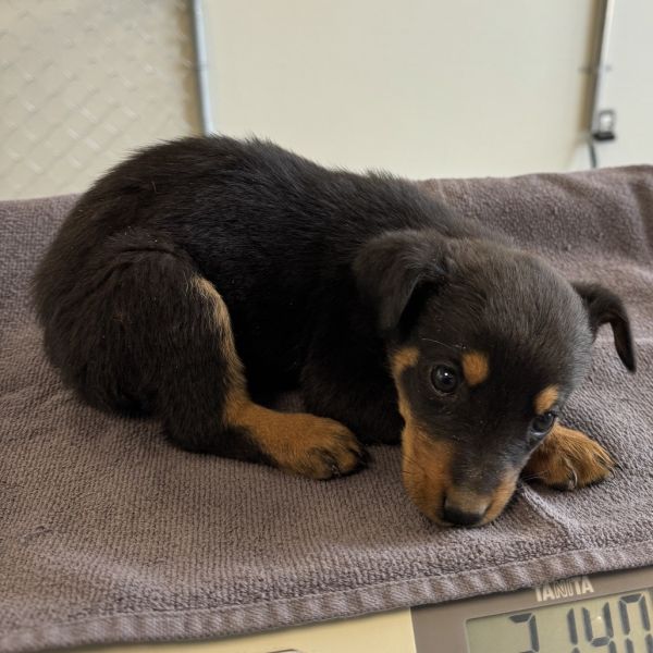 Flynn Rider thumbnail 2