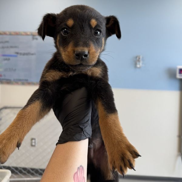 Flynn Rider thumbnail 3