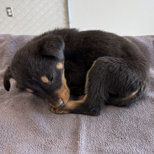 Kristoff thumbnail 2