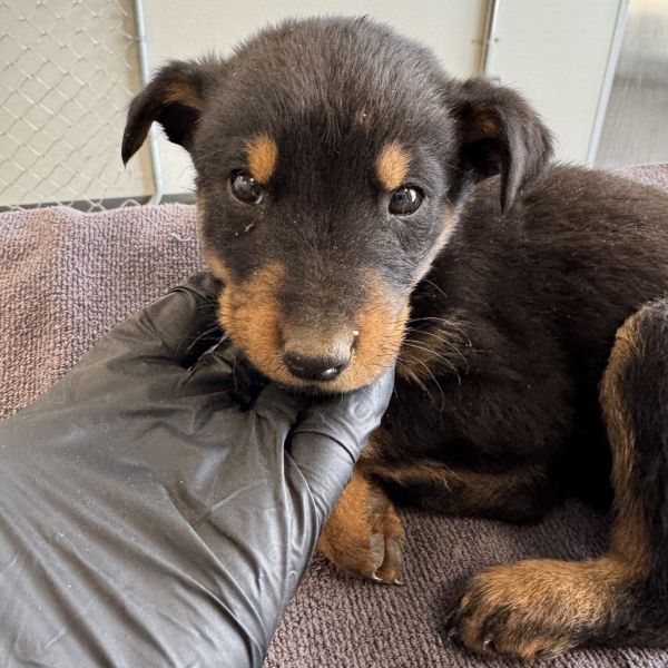 Kristoff thumbnail 3